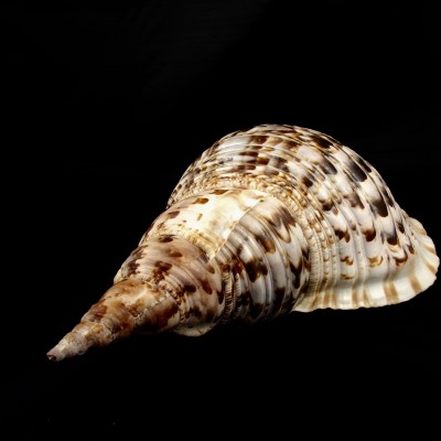 DSCF1278