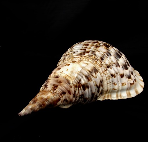 DSCF1278